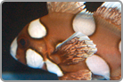Harlequin Sweetlips